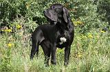 DOGUE ALLEMAND 165